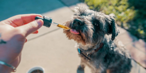 best cbd oil for dog seizures