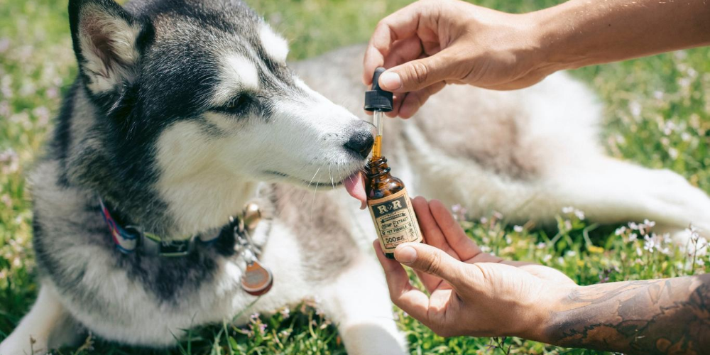 best cbd oil for dogs with cancer